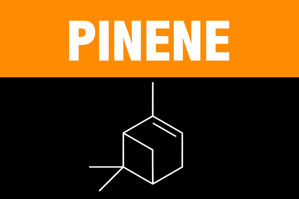 Pinene Terpene Learn About the Effects and Science behind the Pinene Terpene from Vesta CBD
