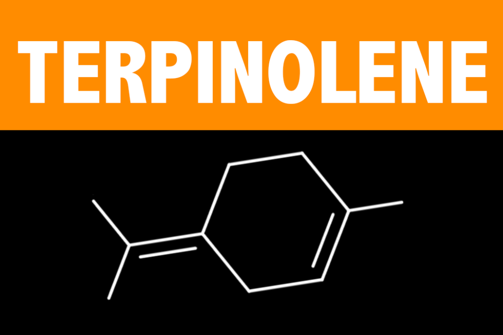 Terpinolene Terpene Learn About the Effects and Science behind the Terpinolene Terpene from Vesta CBD