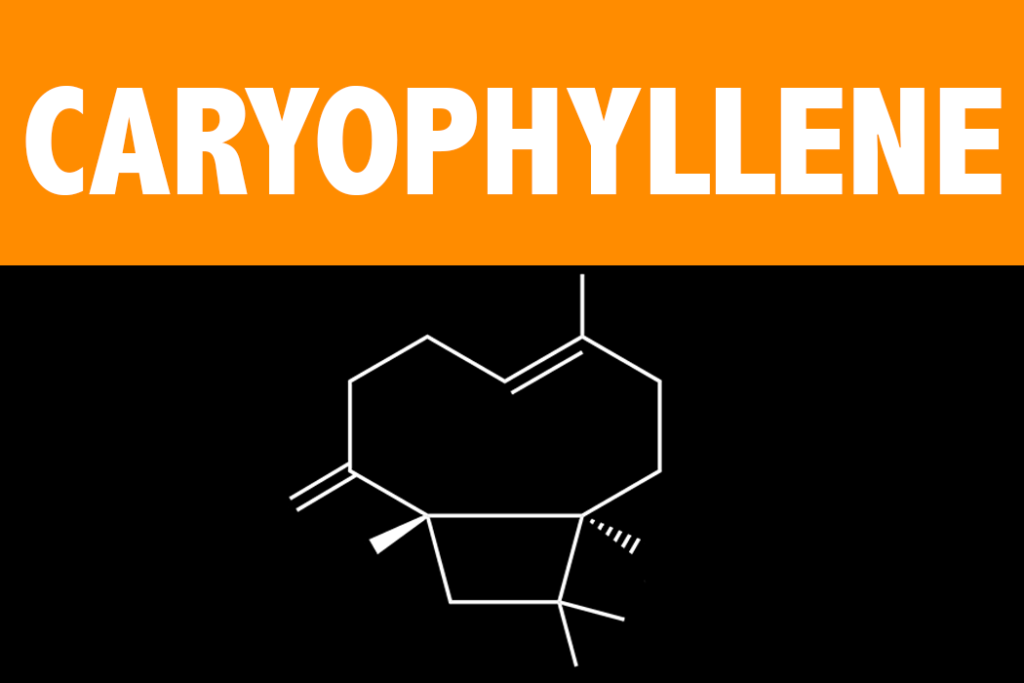 Caryophyllene Terpene Learn About the Effects and Science behind the Caryophyllene Terpene from Vesta CBD
