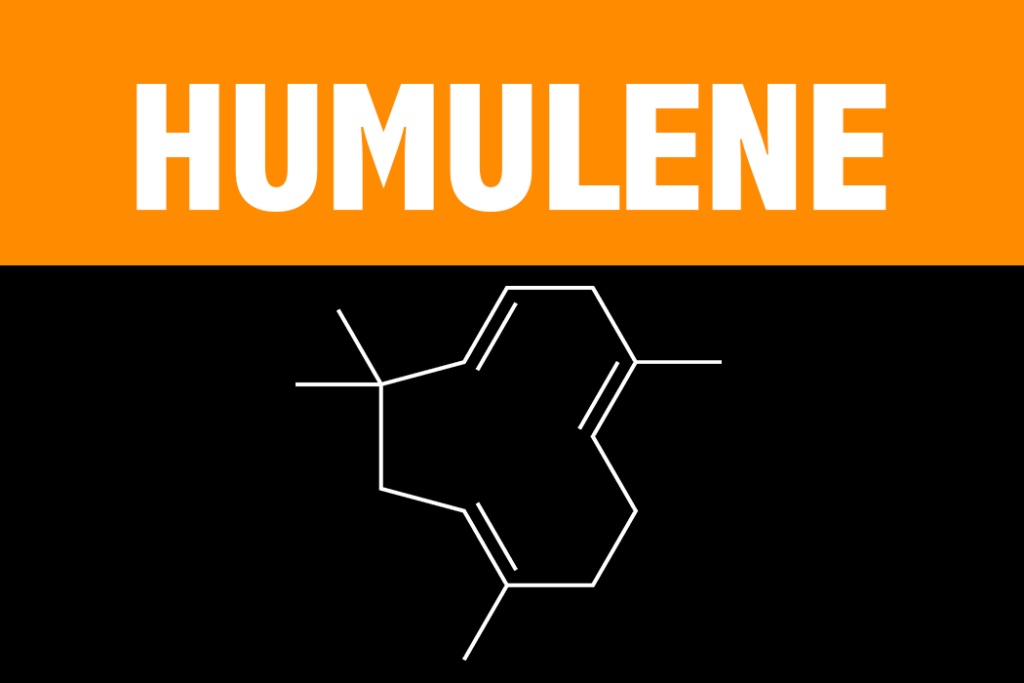 Humulene Terpene Learn About the Effects and Science behind the Humulene Terpene from Vesta CBD