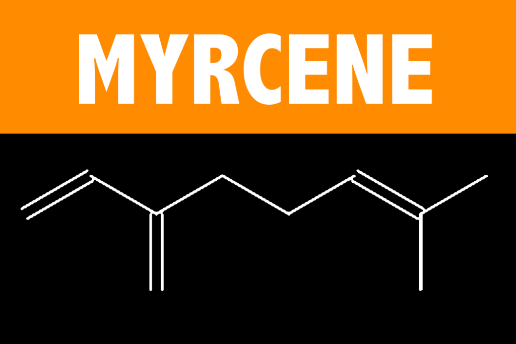 Myrcene Terpene Learn About the Effects and Science behind the Myrcene Terpene from Vesta CBD