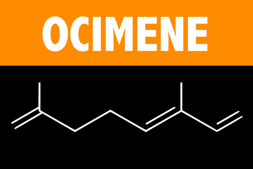 Ocimene Terpene Learn About the Effects and Science behind the Ocimene Terpene from Vesta CBD